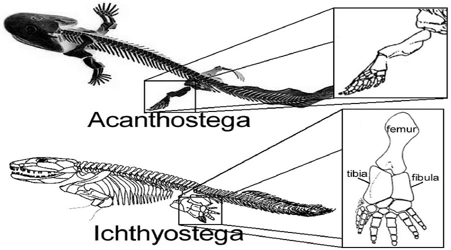 Acanthostega fish