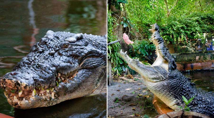 Cassius, an Australian saltwater crocodile, holds the Guinness World record for being the largest crocodile