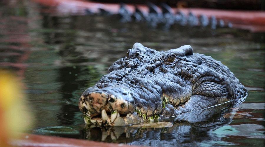 Cassius, an Australian saltwater crocodile