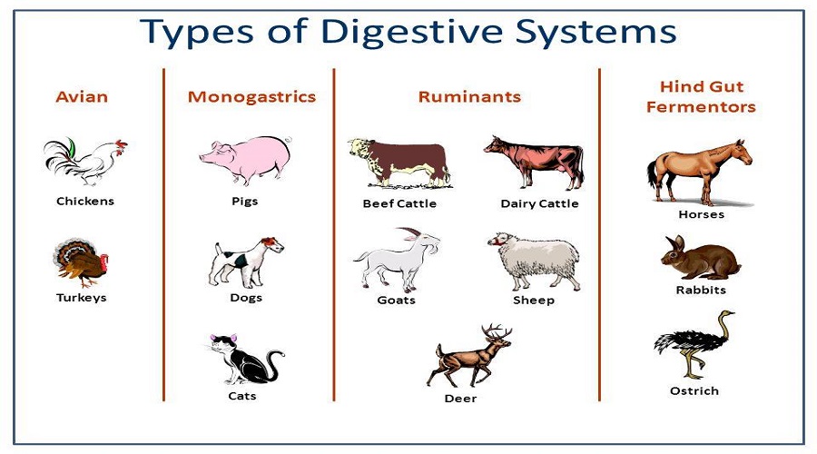 Classes of Farm Animals