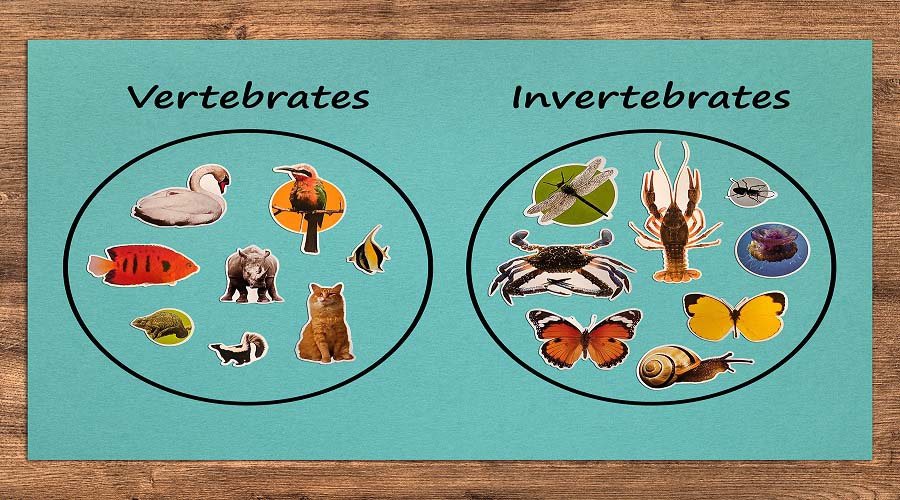 Classification of animals vertebrates and invertebrates