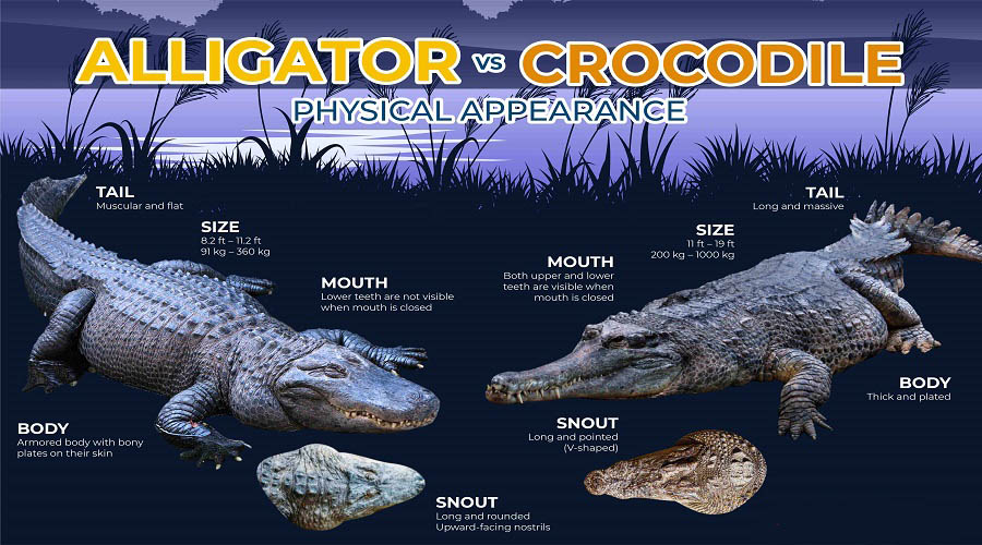 Difference between an alligator and crocodile Physical Differences