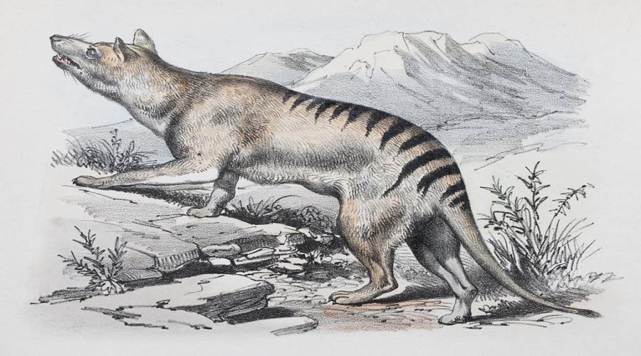 Extinction of Tasmanian tiger