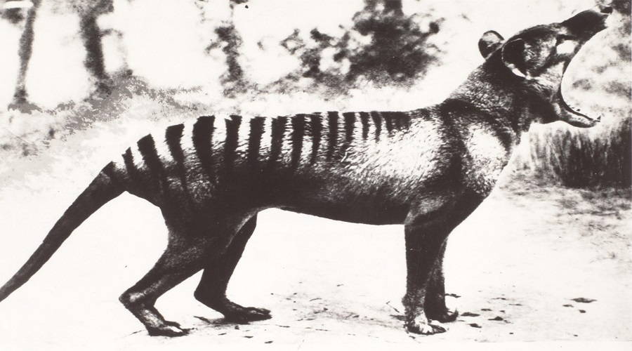 First detailed scientific description of Tasmanian tiger