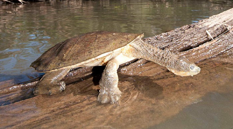 Fitzroy River Turtle