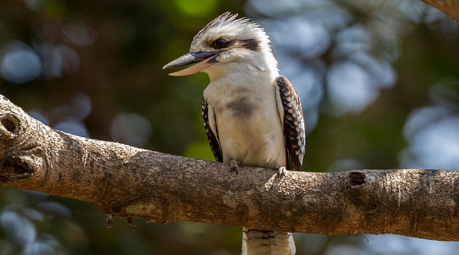 Laughing Kookaburra