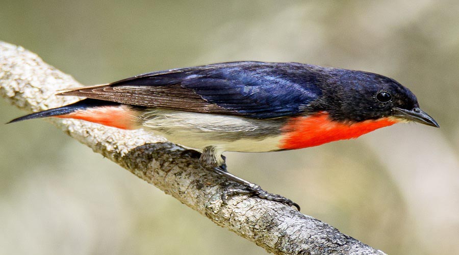 Mistletoebird