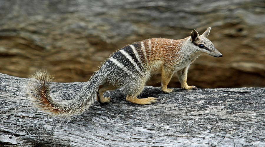 Numbat