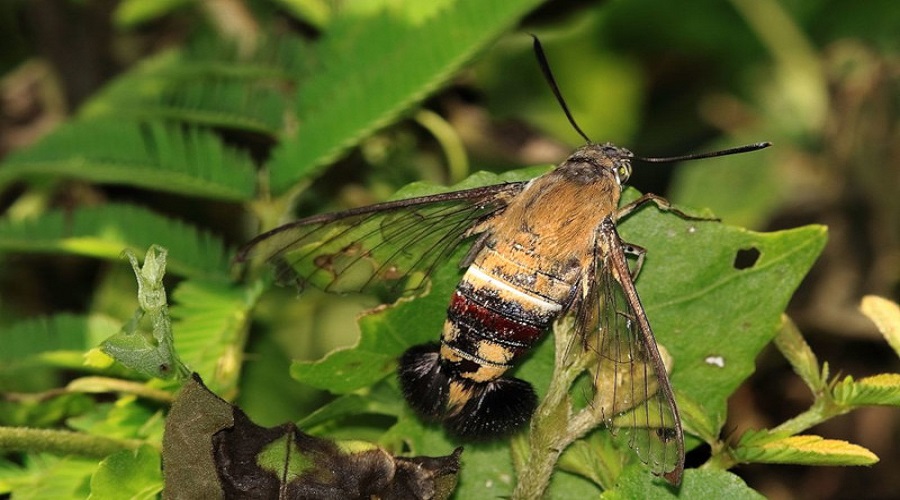 Pellucid Hawk Moth