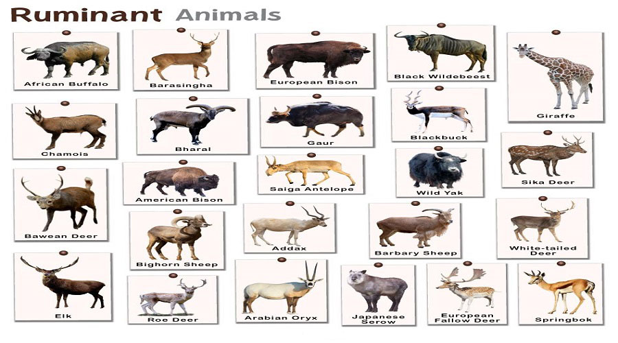 Ruminants Animals