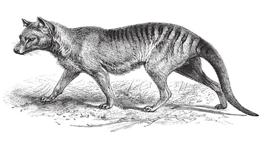 Taxonomic and evolutionary history - Tasmanian tiger