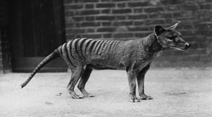 Thylacine (Tasmanian Tiger)