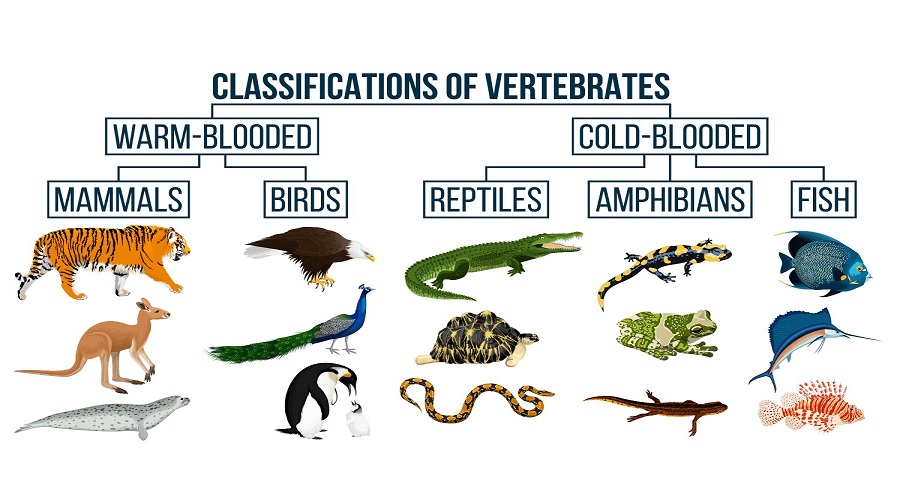 animals Vertebrates