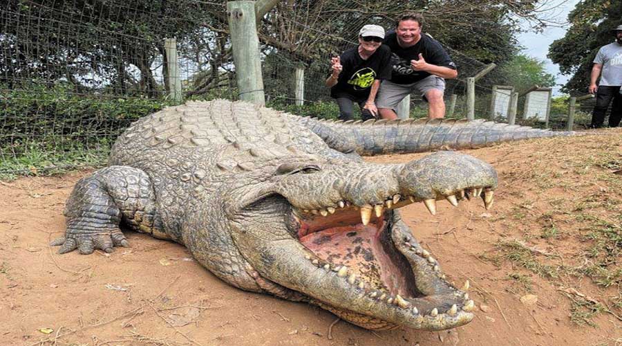 biggest saltwater crocodile in australia