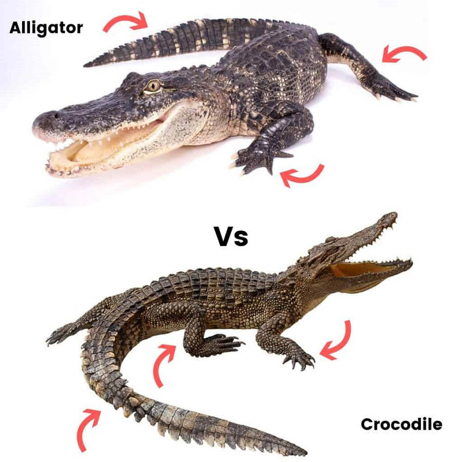 Difference between an alligator and crocodile Physical Differences