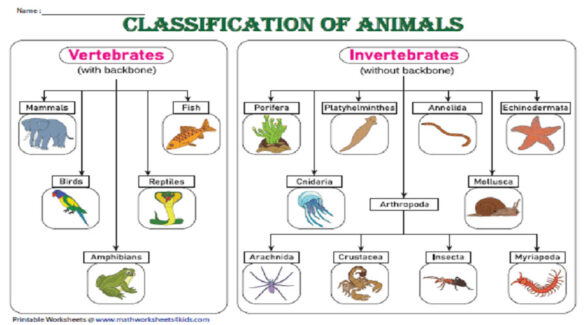 Classification of animals vertebrates and invertebrates