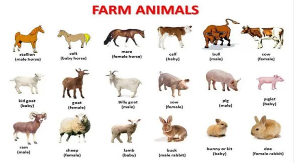 What animals are on a farm