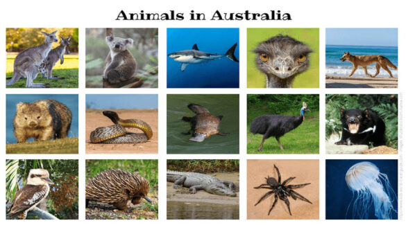 animals you might find in australia