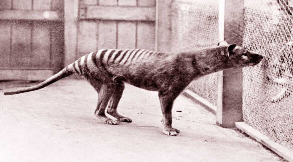 thylacine tasmanian tiger